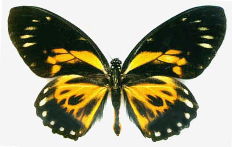 Papilio zagreus f.dark aberration362 (Internet Image property of respective owner, non-commercial use only)